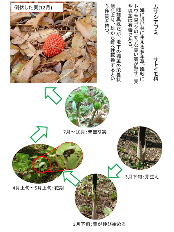 ムサシアブミの実