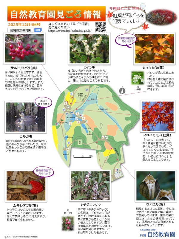 見ごろ情報（25.12.4）