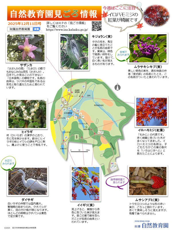 最新の見ごろ情報