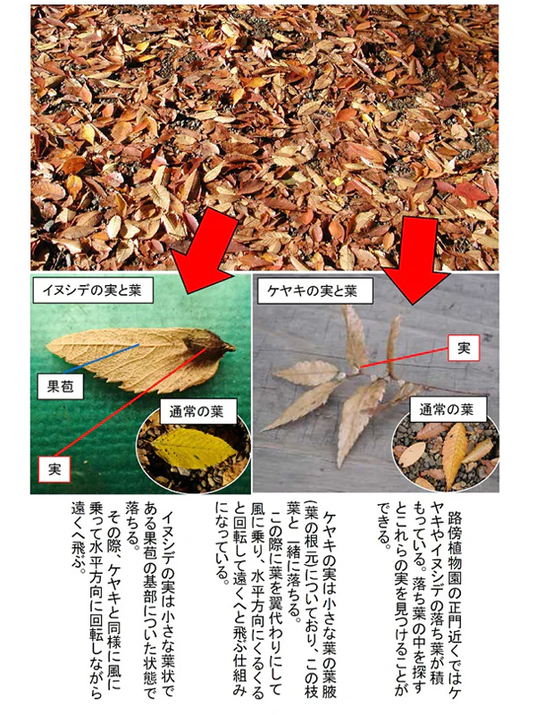 落ち葉の中の実