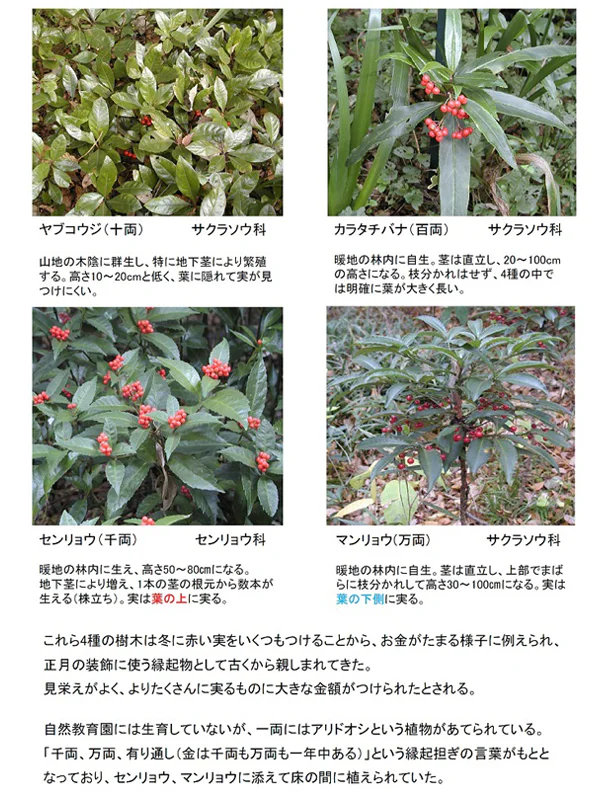 縁起物植物の実