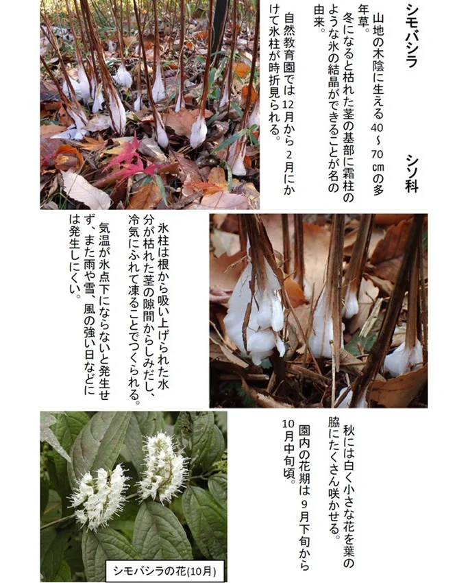 20260122 シモバシラ氷柱