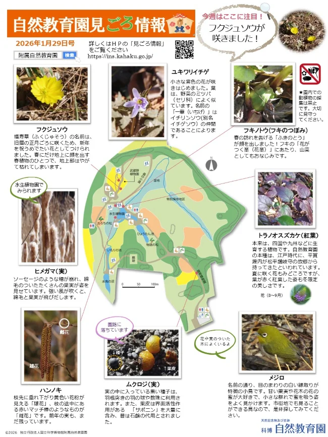 最新の見ごろ情報