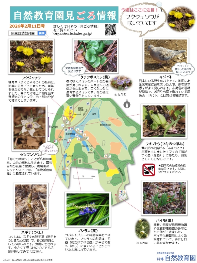 最新の見ごろ情報