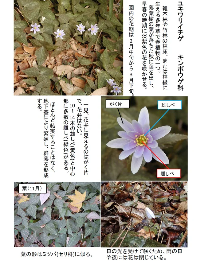 2026 0219 ユキワリイチゲ