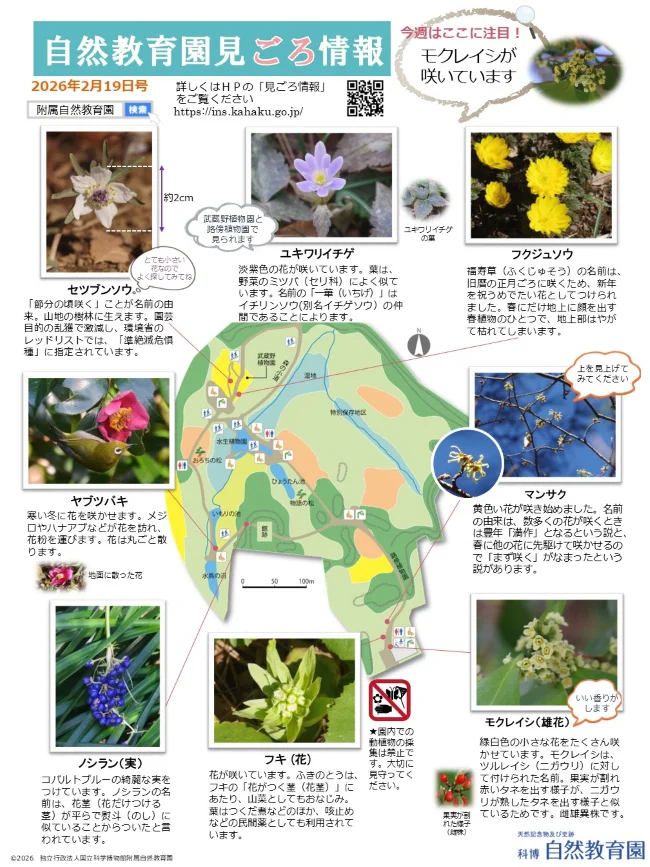 最新の見ごろ情報