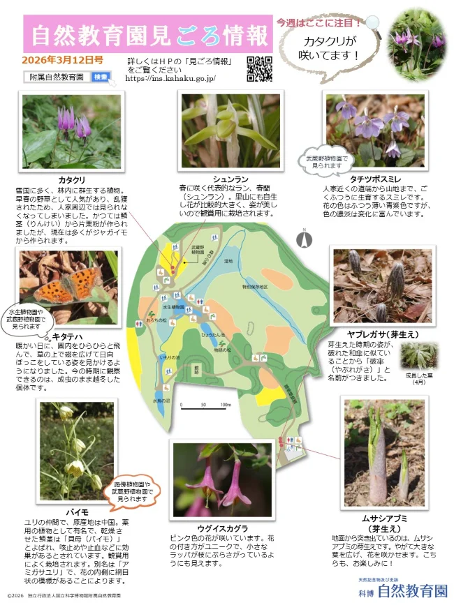 最新の見ごろ情報