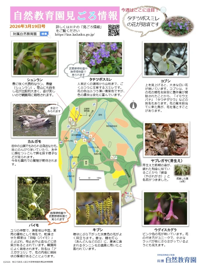 最新の見ごろ情報