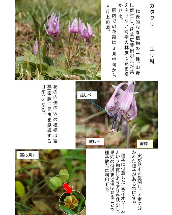 2026 0319カタクリ