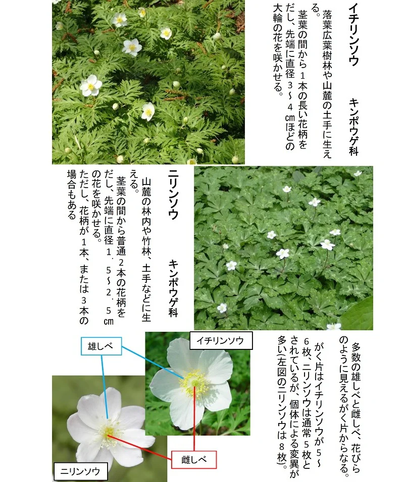 2026 0402イチリンソウニリンソウ
