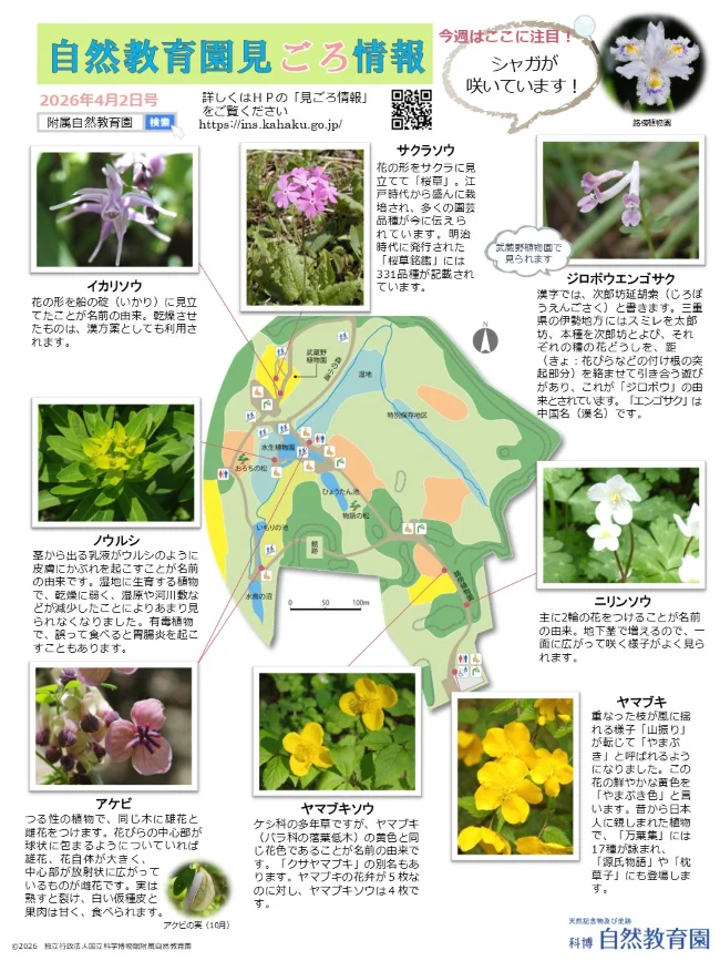 最新の見ごろ情報