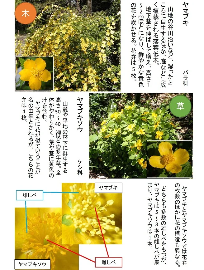 フキの花