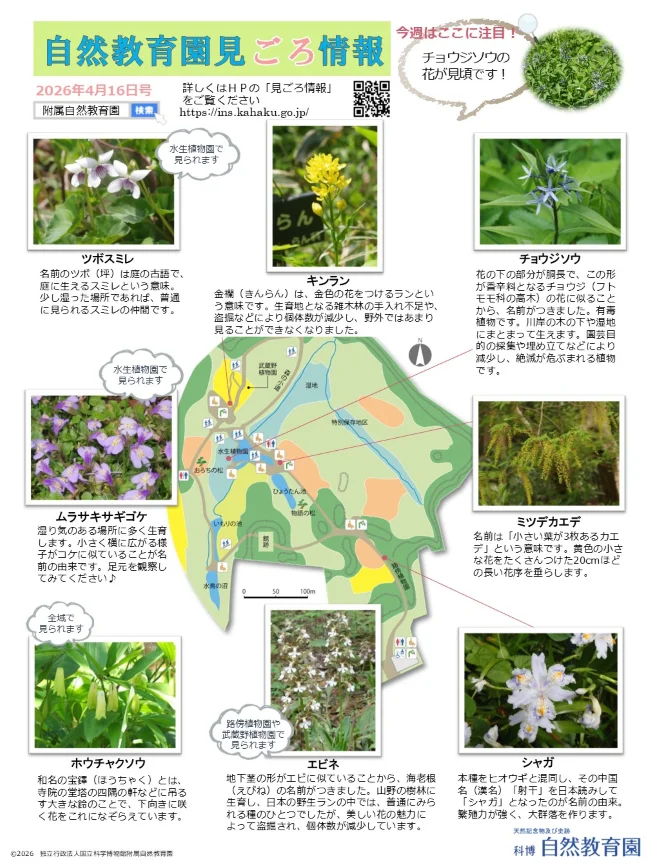最新の見ごろ情報