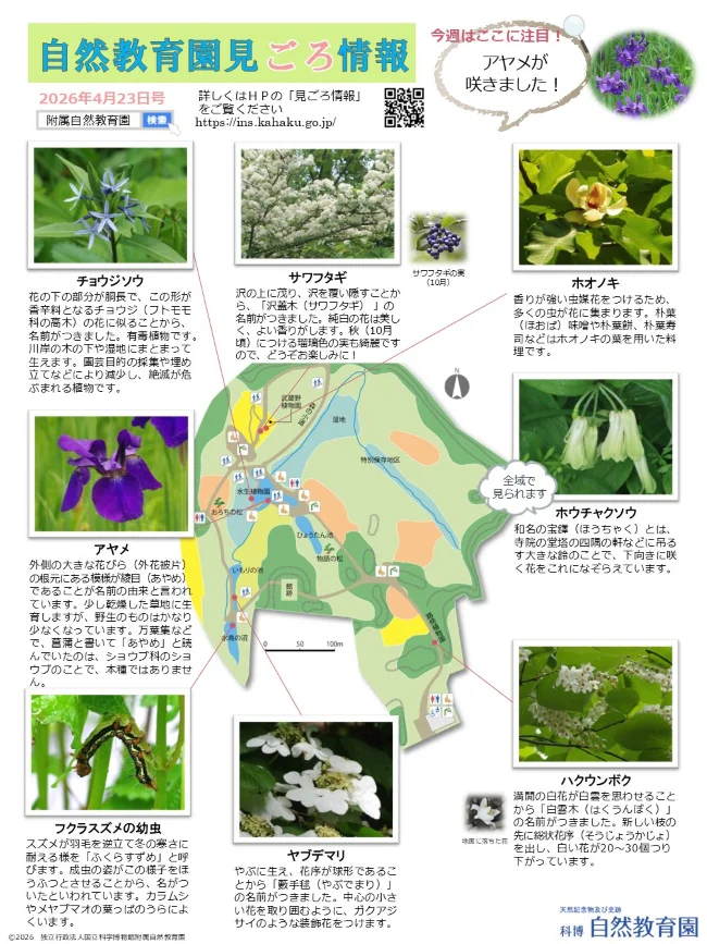 最新の見ごろ情報