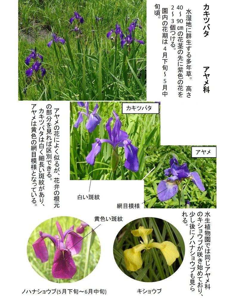 2026 0430カキツバタ