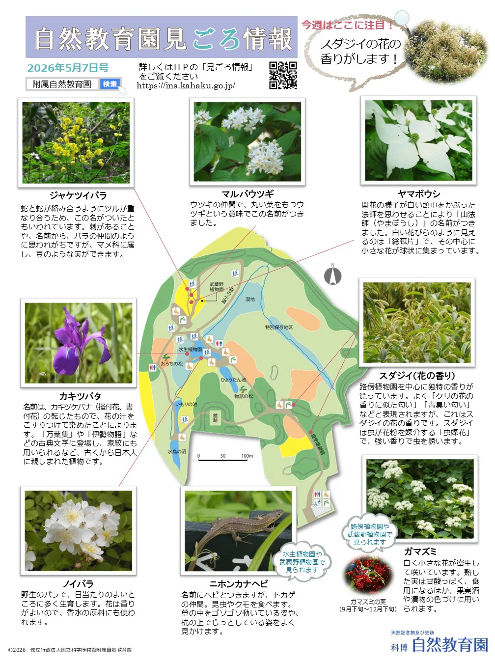 最新の見ごろ情報