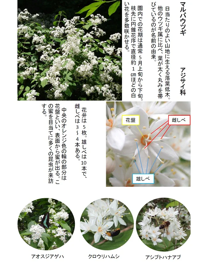マルバウツギの花