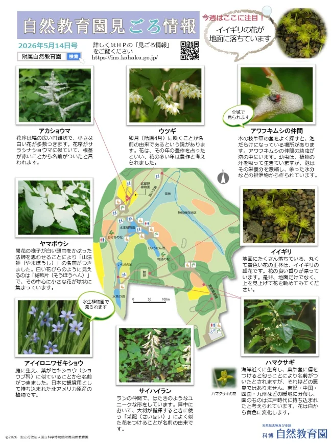 最新の見ごろ情報
