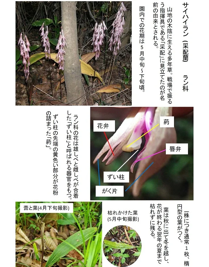 2026 0514 サイハイランの花