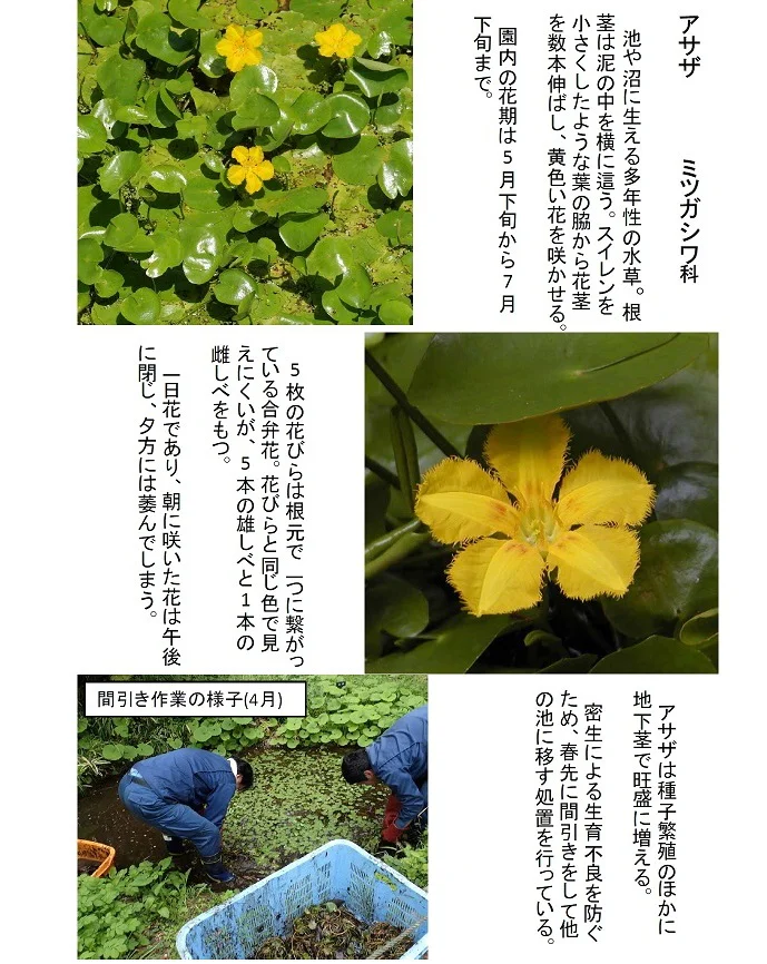 マルバウツギの花