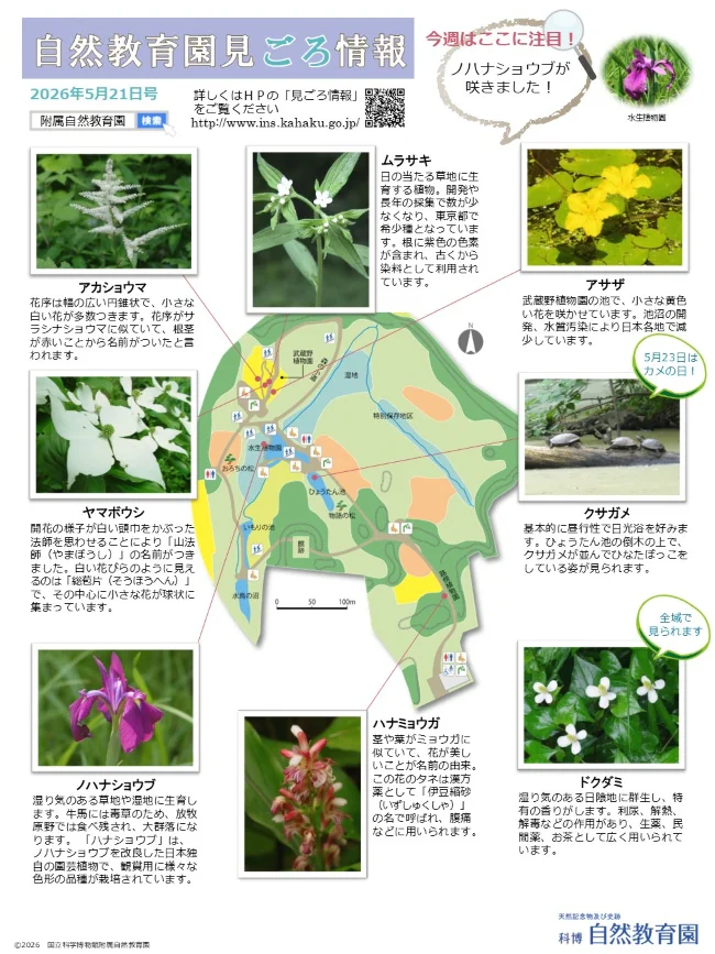 最新の見ごろ情報