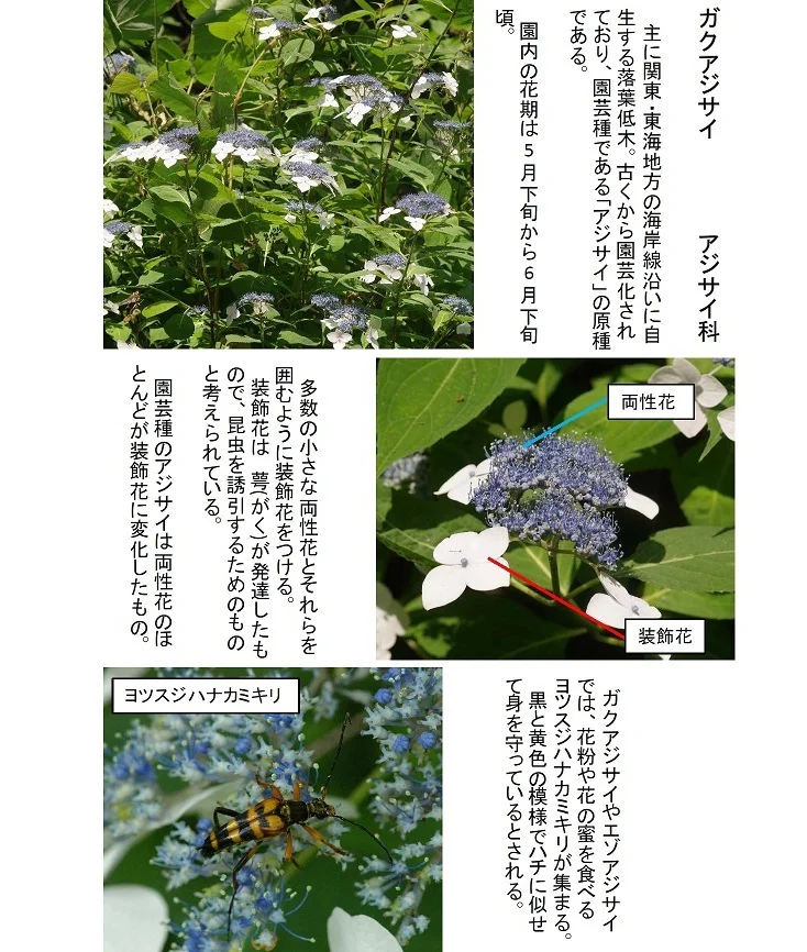 2026 0528ガクアジサイ