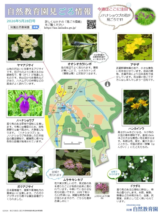 最新の見ごろ情報