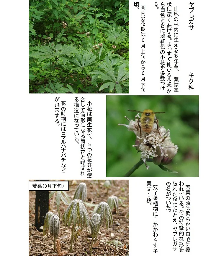マルバウツギの花