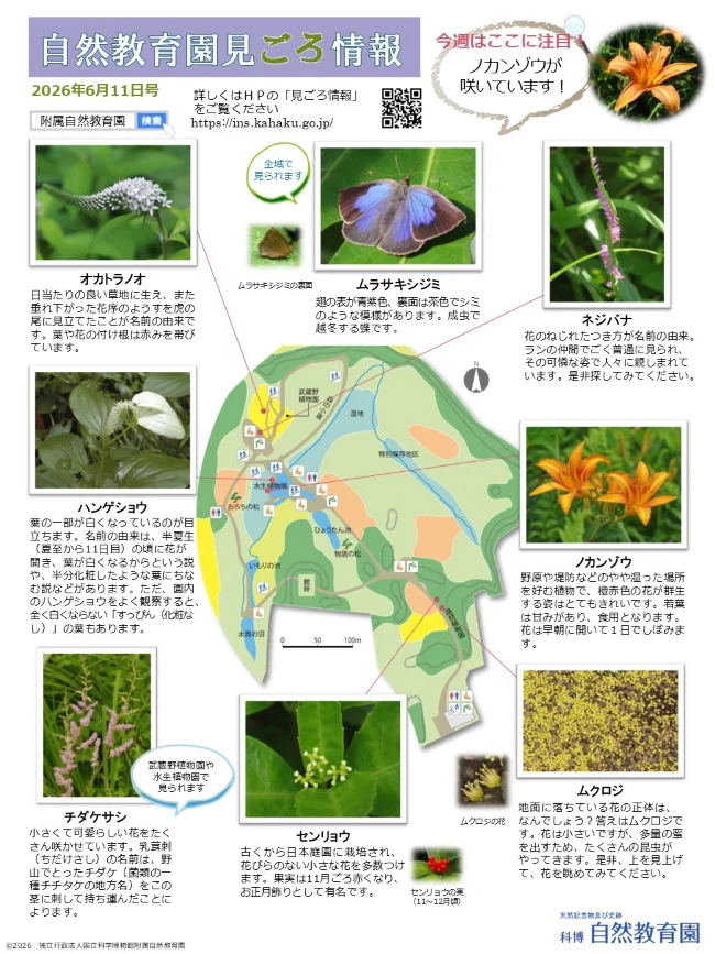 最新の見ごろ情報