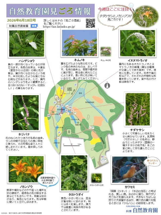 最新の見ごろ情報