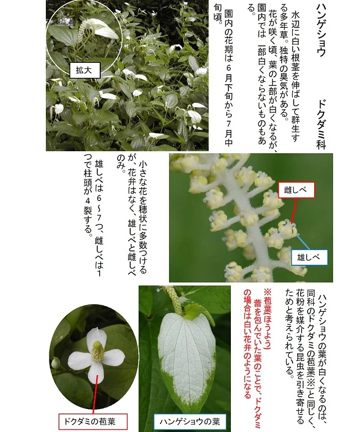 マルバウツギの花