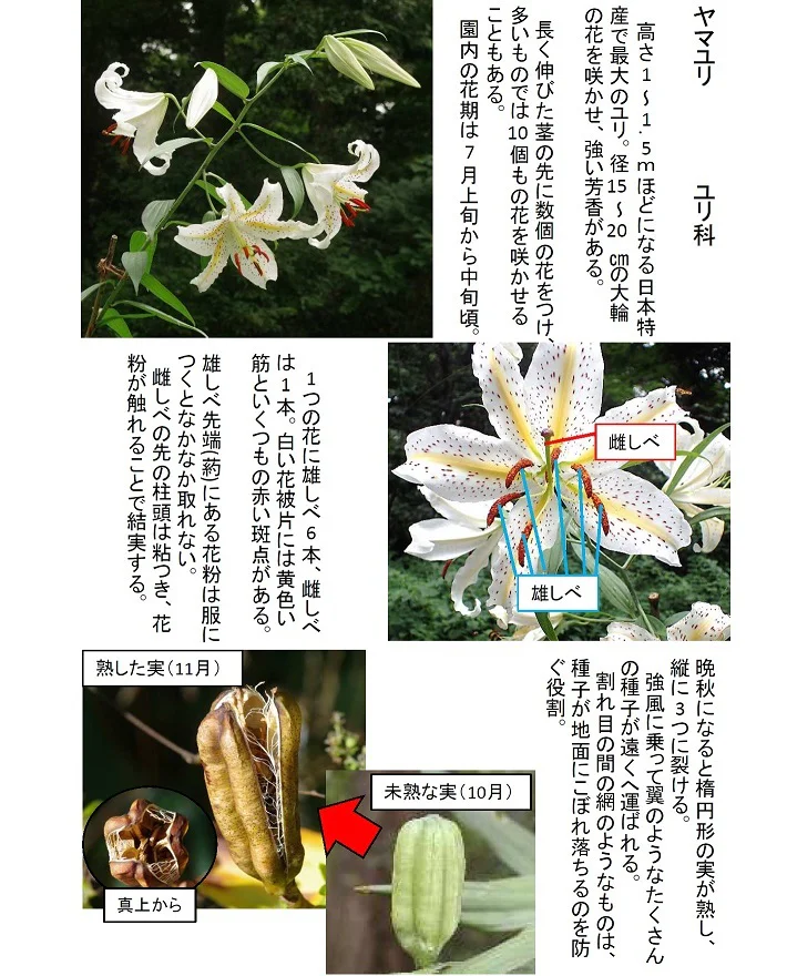 マルバウツギの花