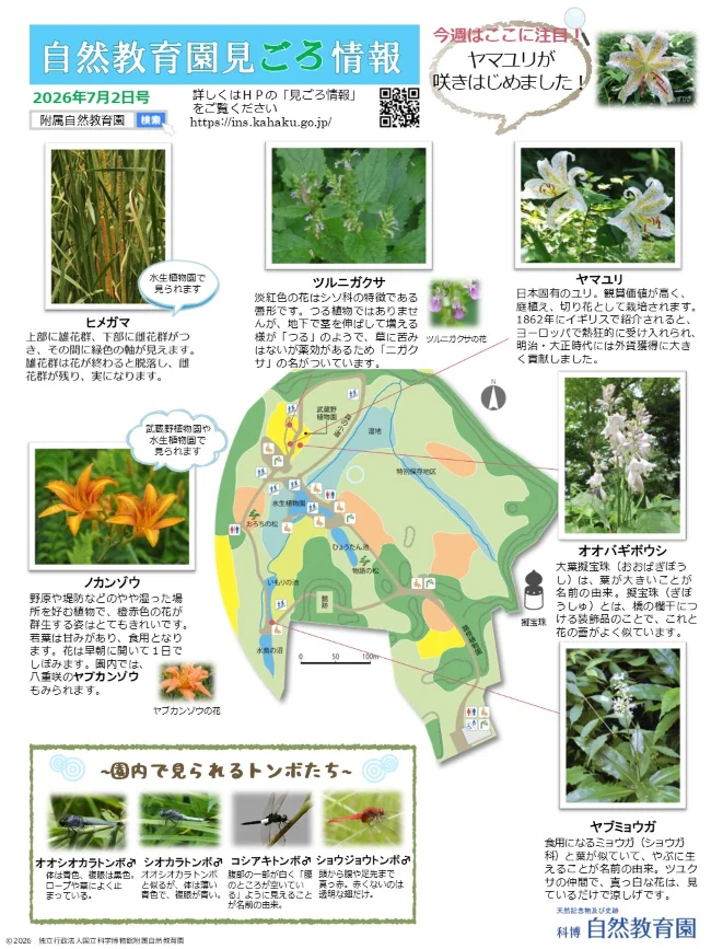 最新の見ごろ情報
