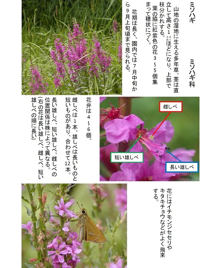 2026 0709 ミソハギ