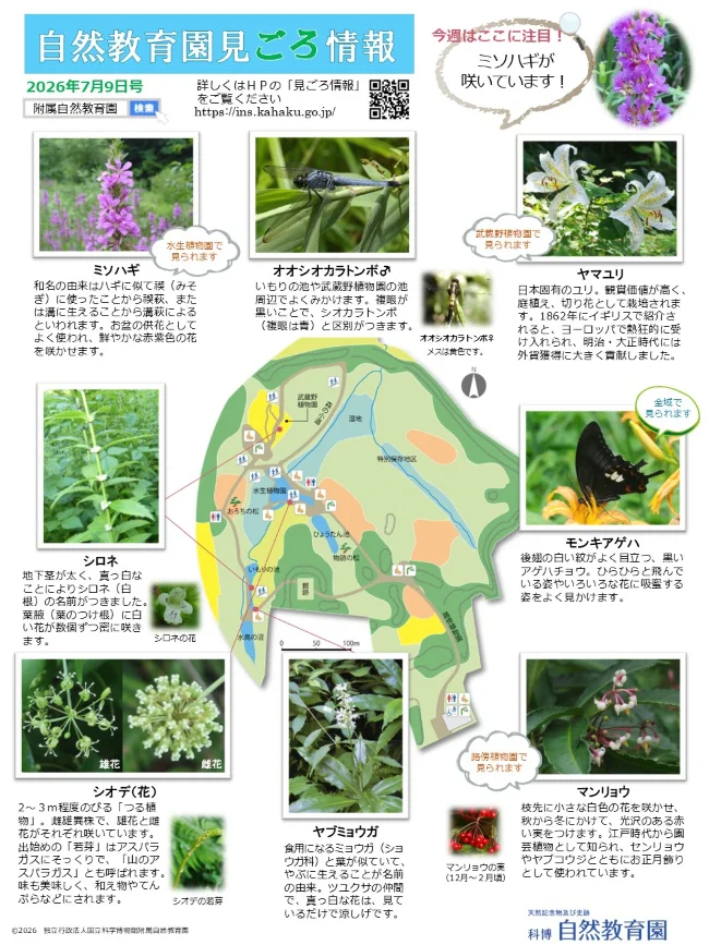 最新の見ごろ情報