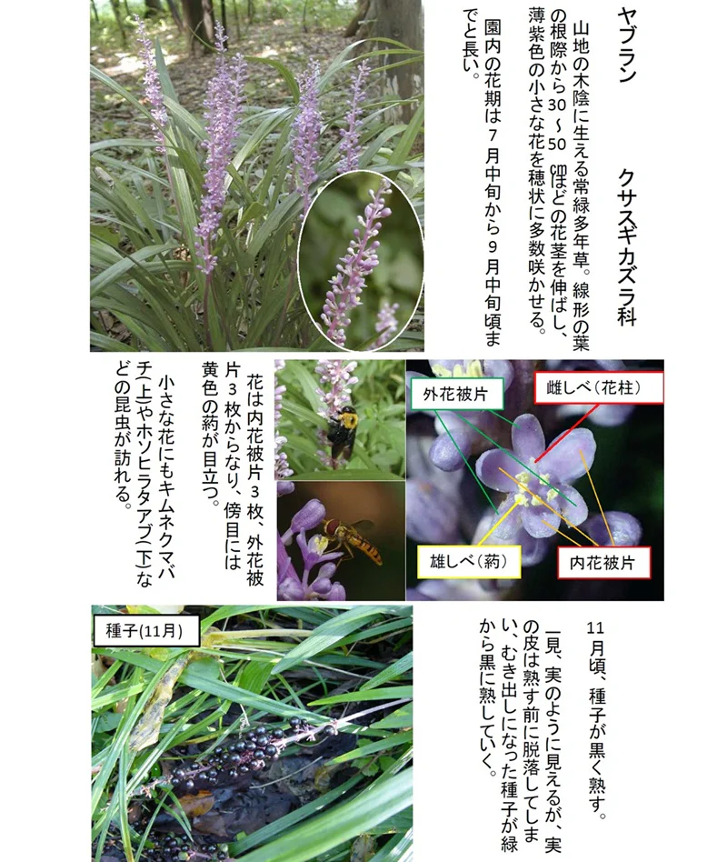 マルバウツギの花