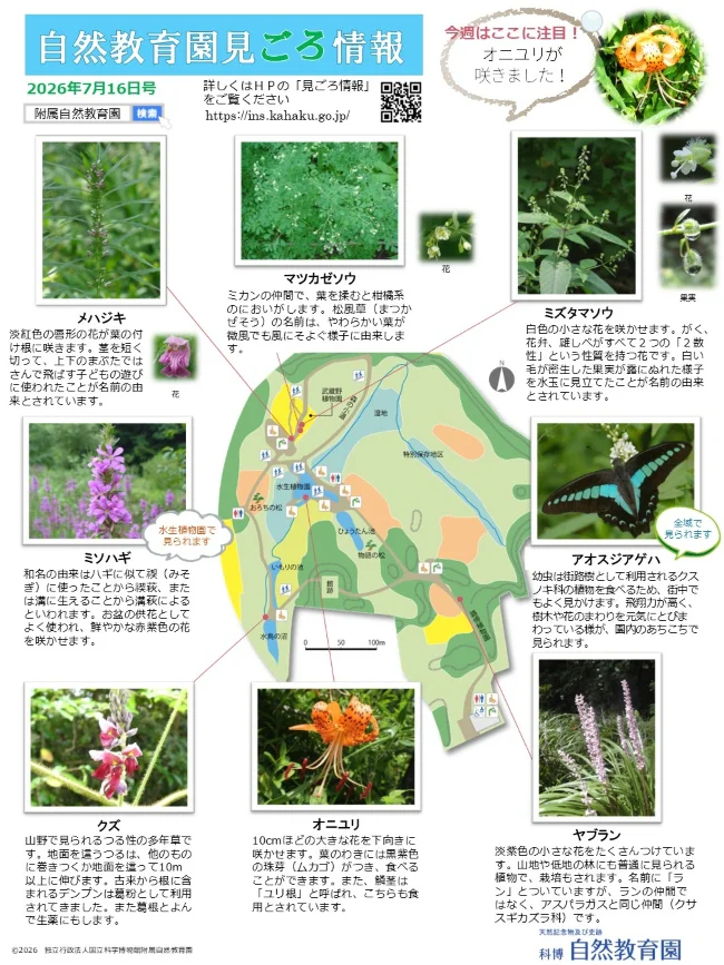 最新の見ごろ情報