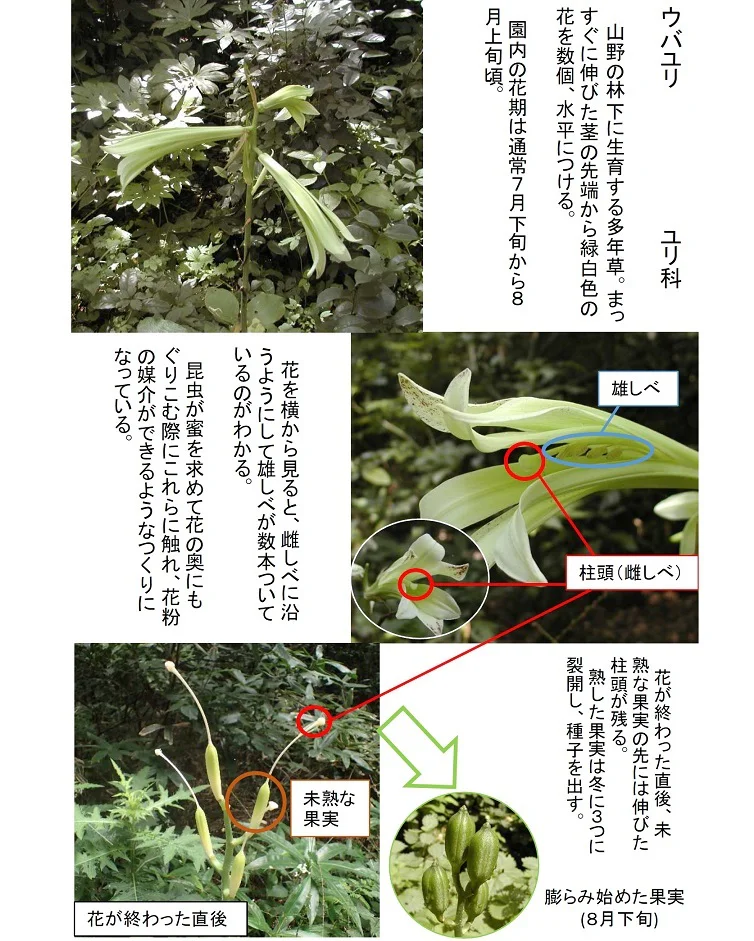 2026 0723 ウバユリ