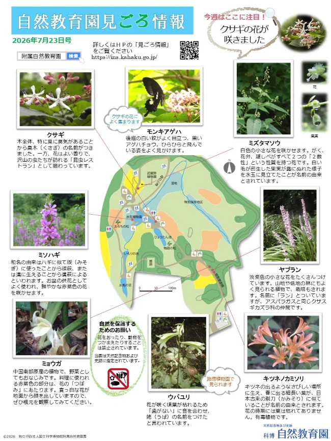 最新の見ごろ情報