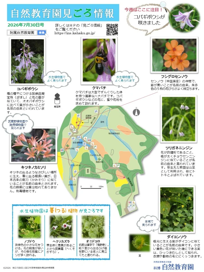 最新の見ごろ情報