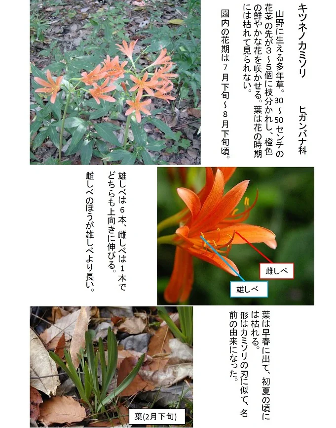 マルバウツギの花