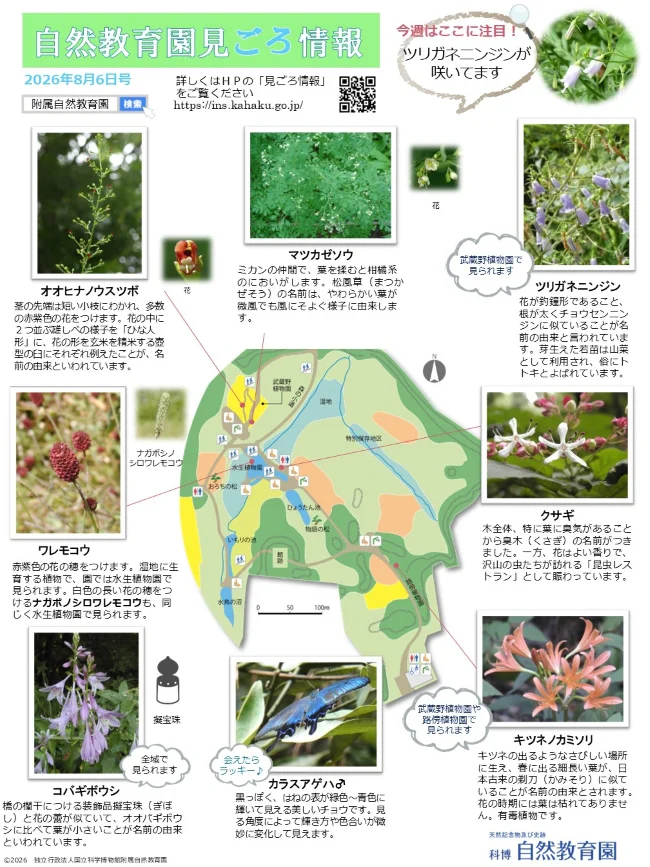 最新の見ごろ情報