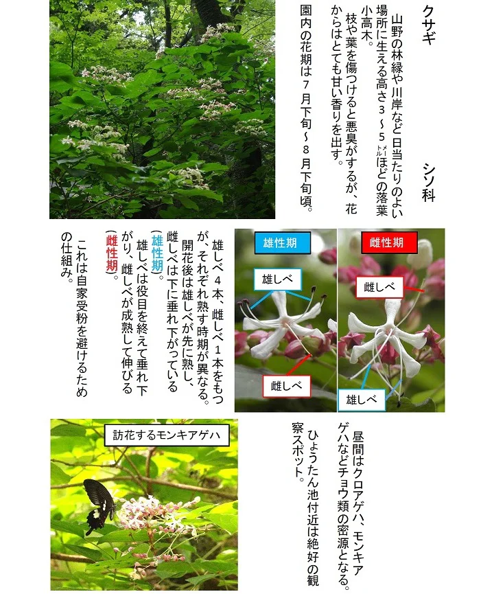 2026 0806  クサギ