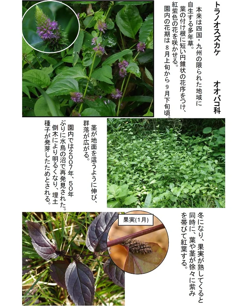 マルバウツギの花