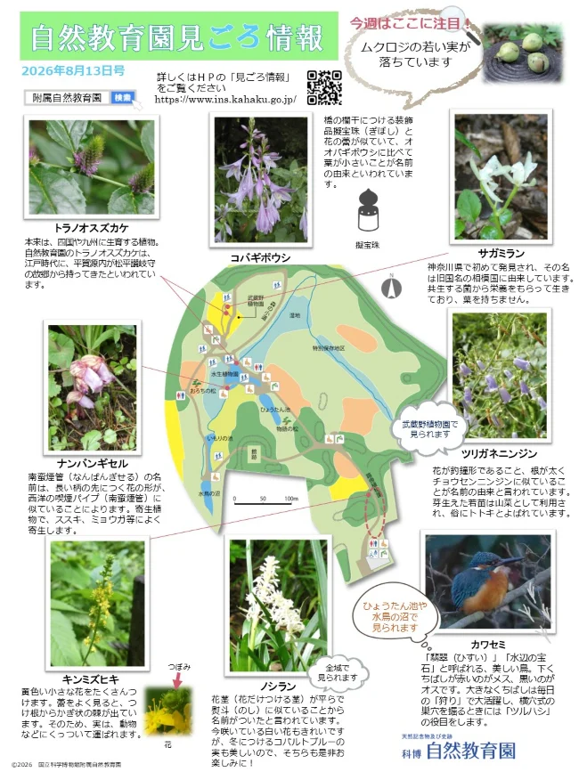 最新の見ごろ情報