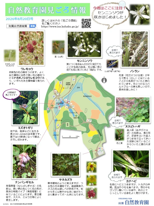最新の見ごろ情報