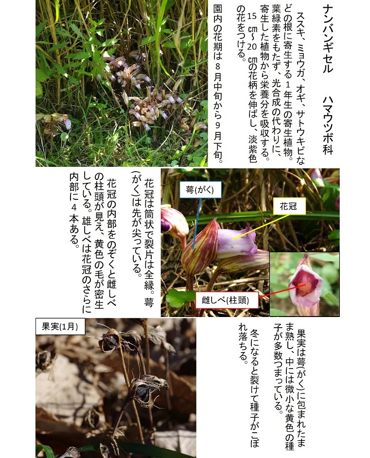 マルバウツギの花