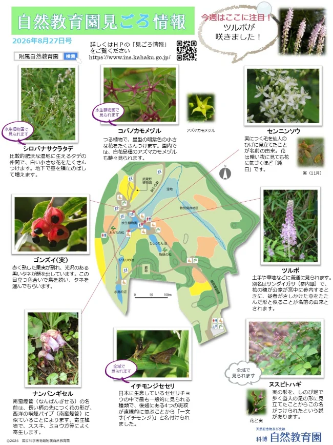 最新の見ごろ情報