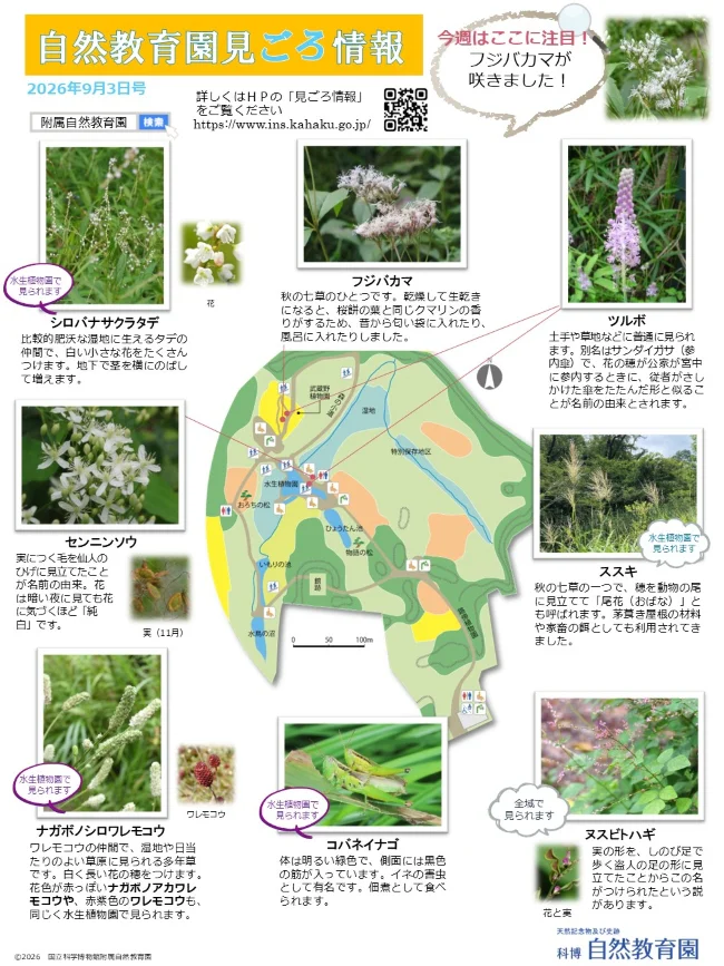 最新の見ごろ情報