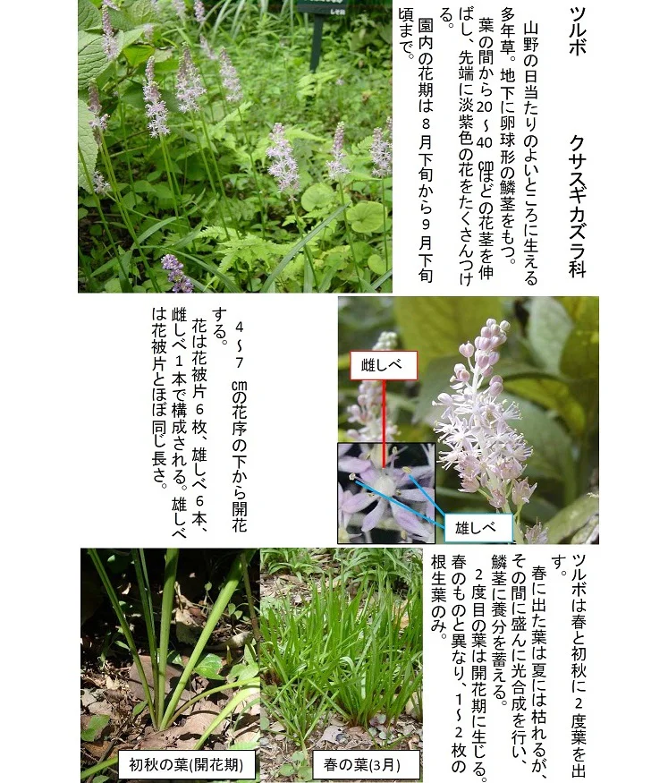 2026 0903 ツルボの花